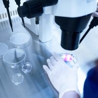 embryo Person in gloves examining a petri dish under a microscope, related to legal issues of frozen embryos in divorce proceedings.